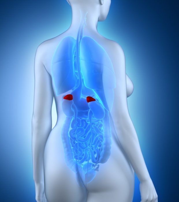 Adrenal Fatigue