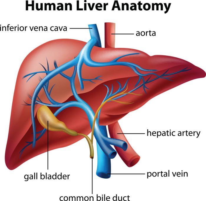 Image result for liver function