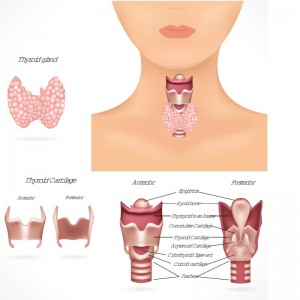 thyroid hypothyroid hyperthyroid
