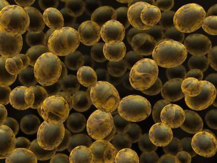 does glutathione kill yeast Diet alone cannot effectively treat Candida overgrowth in the gut because Candida  is a resilient fungus that can be difficult to eliminate. While dietary  changes play an essential role in managing Candida, main image 1