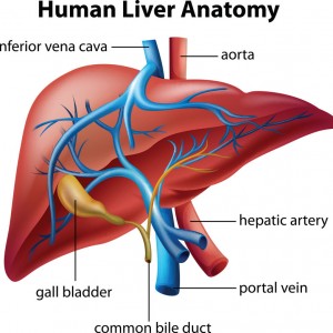 diagram of the liver showing the liver anatomy for liver function tests