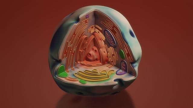 The Keys to Understanding Mitochondrial Dysfunction picture of a mitochondria, the powerhouse of every cell to illustrate mitochondrial dysfunction